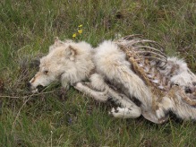Carcass of an alpha female wolf